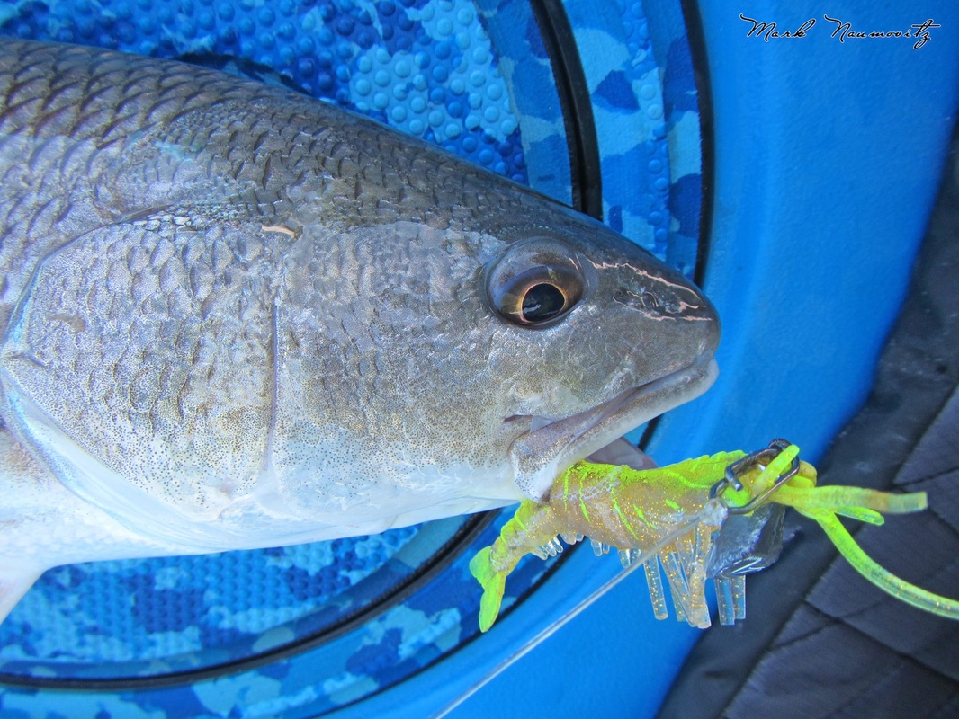 Egret Baits Vudu Shrimp 3.25 Blue Moon EVS35-14-50 Soft Fishing Lure ~